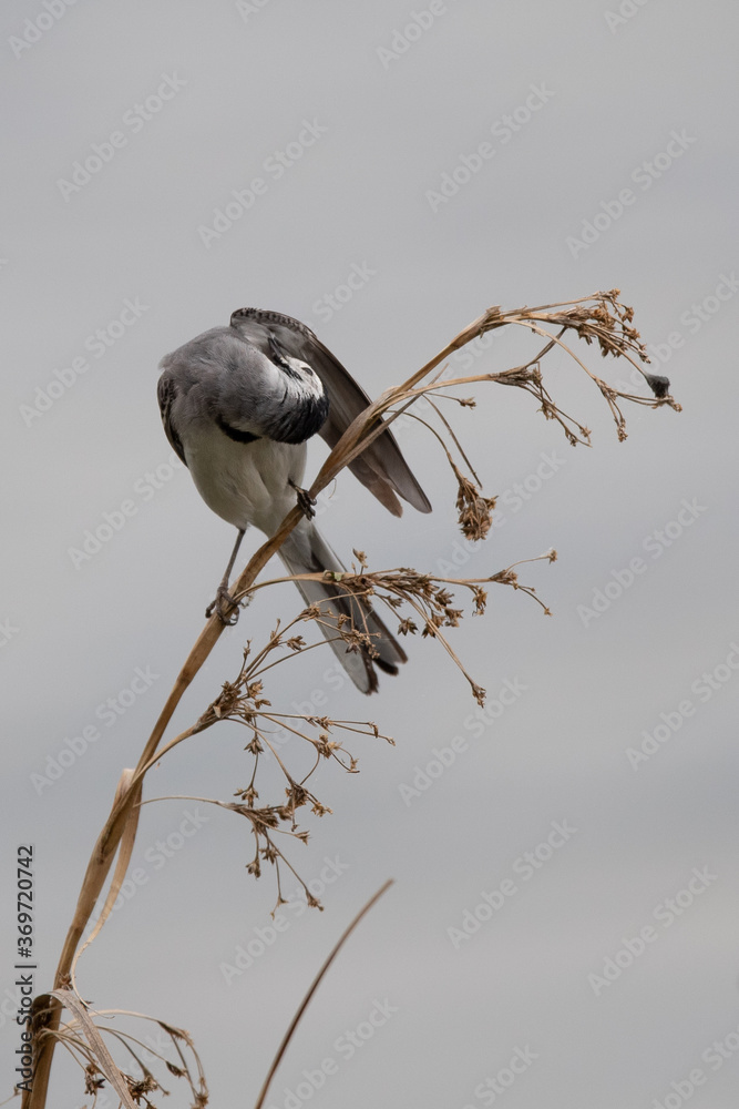Bachstelze (Motacilla alba) mit Beute im Schnabel, Müritz, Deutschland, Europa Bachstelze (Motacilla alba) mit Beute im Schnabel, Müritz, Deutschland, Europa