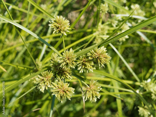 (Cyperus textilis) Carex plat ou herbe panier aux bractées dressées et épineuses vert brunâtre au dessus de tiges nues vert ou feuilles lancéolées