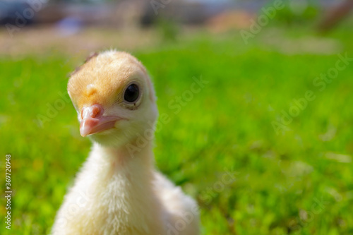 Little turkey on green grass. Turkey-poult close up. Turkey chick walking in the air. Eco farm