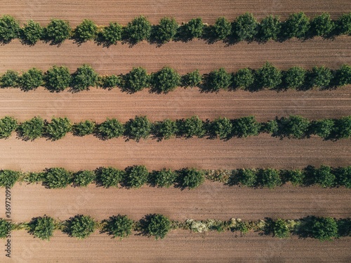 trees in the garden top view