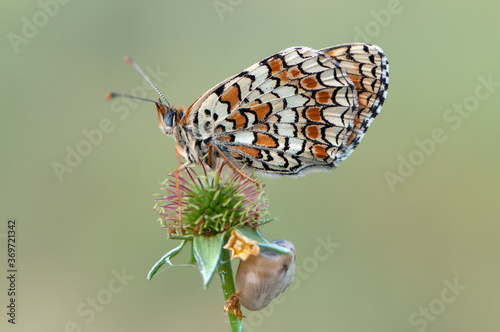 butterfly Melitaea on a blade of grass early in the morning dries its wings from dew