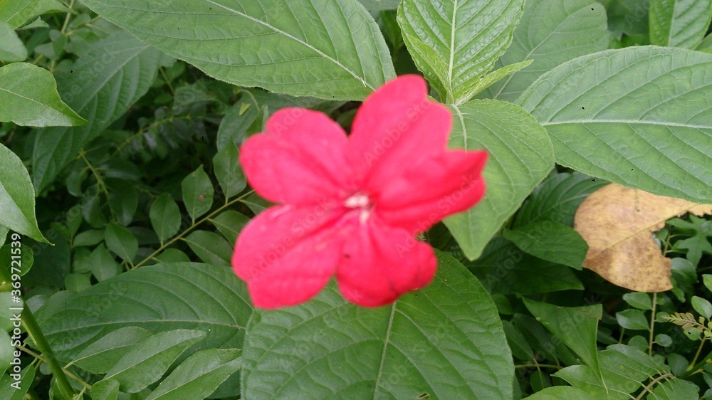 red small flower red small flower
