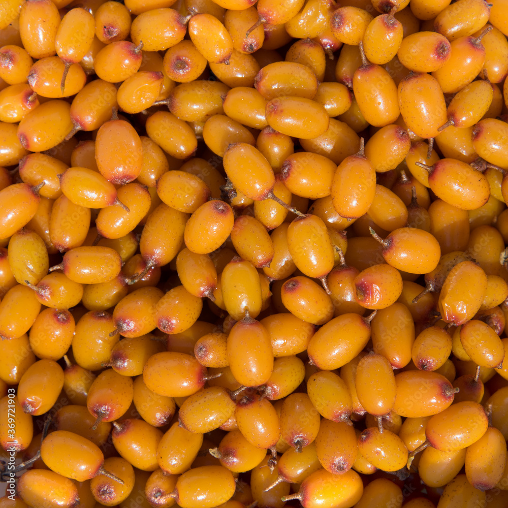 summer still life of ripe buckthorn berries summer still life of ripe buckthorn berries