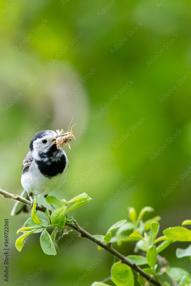Fototapeta premium Bachstelze (Motacilla alba) mit Beute im Schnabel, Müritz, Deutschland, Europa