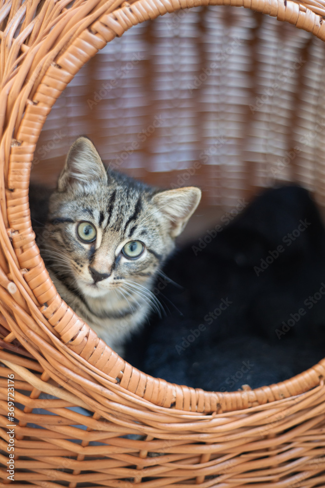 Young british domestic cat in cat bed