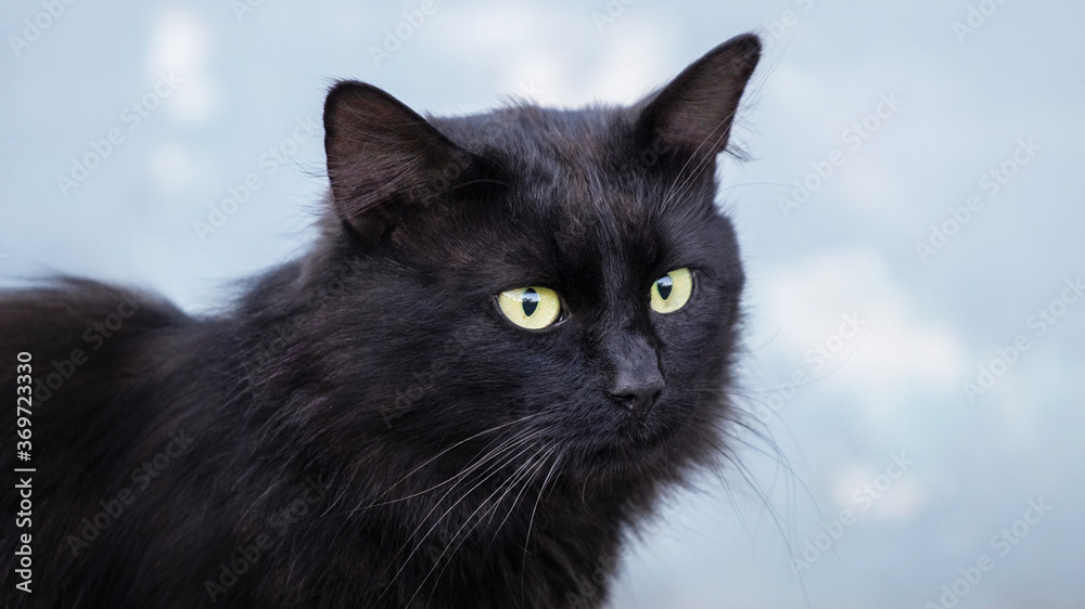 Black cat on a light blue background, close-up portrait of a cat