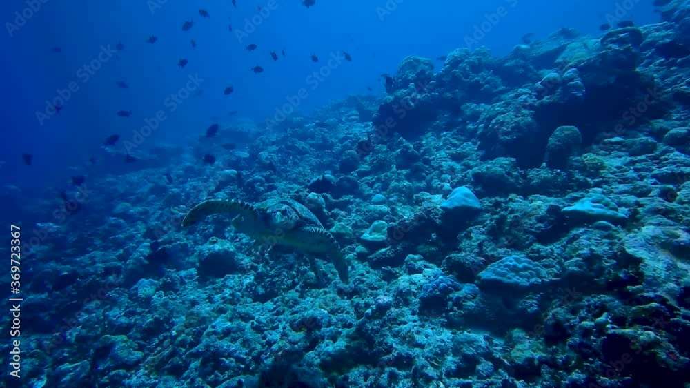 Sea Turtle Swimming With Tropical Reef Fishes Over The Coral Reefs Under The Deep Blue Ocean In Maldives. - POV Sea Turtle Swimming With Tropical Reef Fishes Over The Coral Reefs Under The Deep Blue Ocean In Maldives. - POV