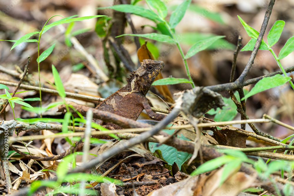 Lizard in deep forest at national park, Thailand.