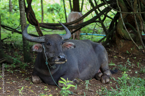 The buffalo is rest under the tree at garden in thailand