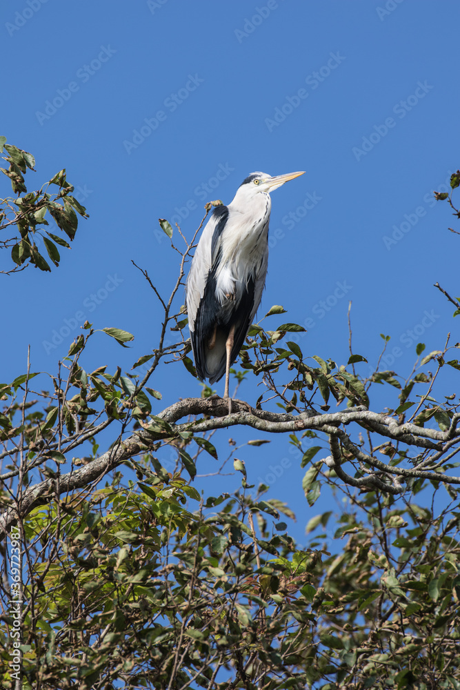 Grey Heron in tree, Kushiro, Hokkaido, Japan Grey Heron in tree, Kushiro, Hokkaido, Japan