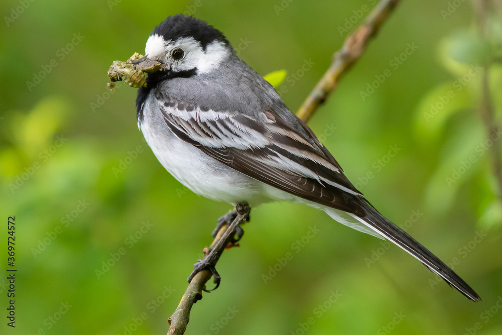 Fototapeta premium Bachstelze (Motacilla alba) mit Beute im Schnabel, Müritz, Deutschland, Europa