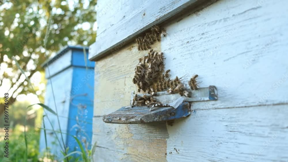 Bees fly out and return to the hive in the summer. Flight of bees near the hive in the garden. Bees fly out and return to the hive in the summer. Flight of bees near the hive in the garden.