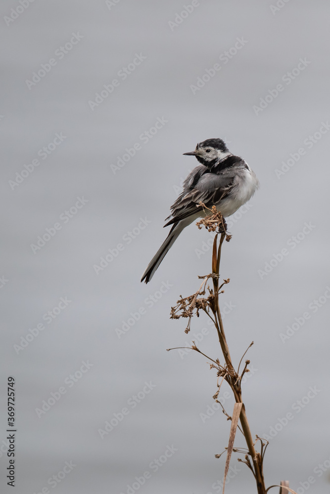 Bachstelze (Motacilla alba) mit Beute im Schnabel, Müritz, Deutschland, Europa Bachstelze (Motacilla alba) mit Beute im Schnabel, Müritz, Deutschland, Europa