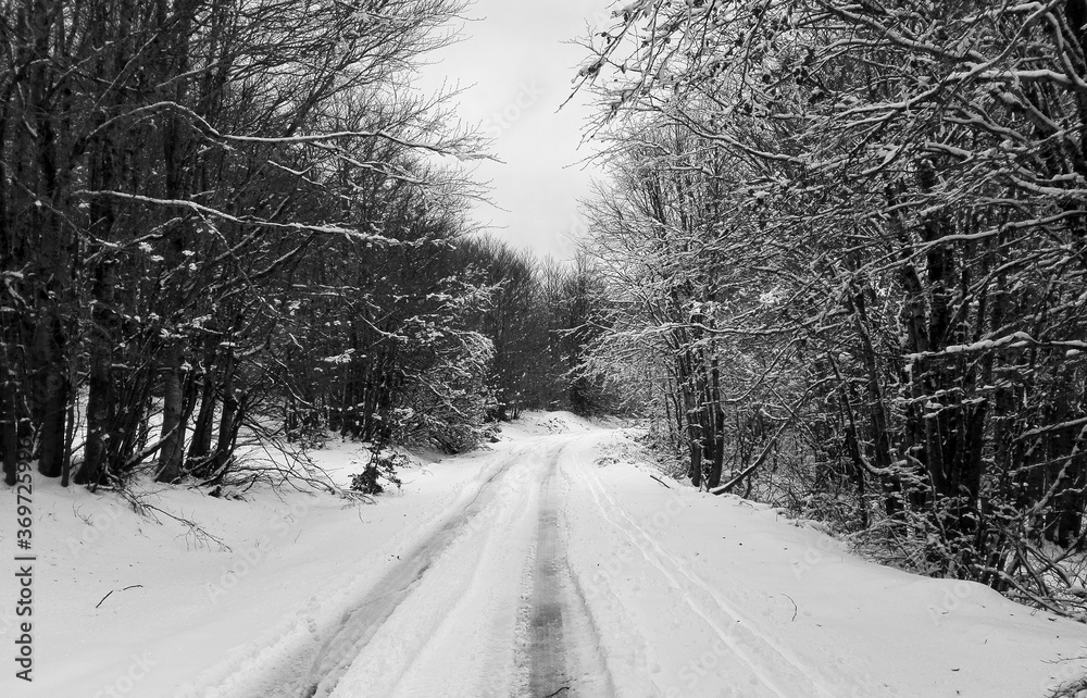 Obraz premium road in winter