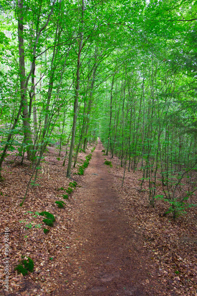 long way through the forest high up the mountain long way through the forest high up the mountain