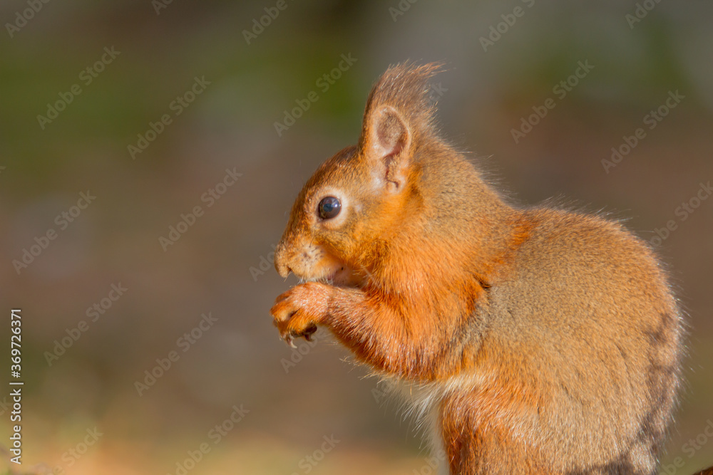 Red Squirrel (Sciurus vulgaris),Scotland Red Squirrel (Sciurus vulgaris),Scotland