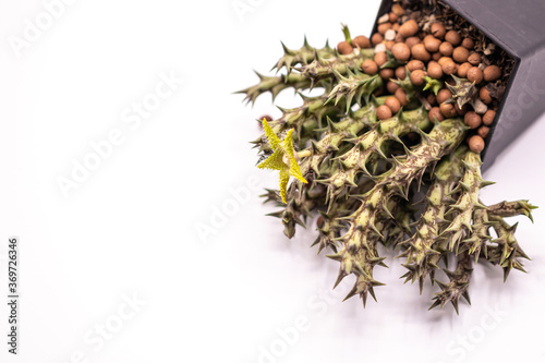 Close up  green flower of Huernia succulent plants isolate on white background.