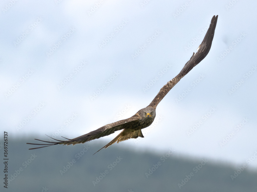 Red Kite in flight (Milvus Milvus) Red Kite in flight (Milvus Milvus)