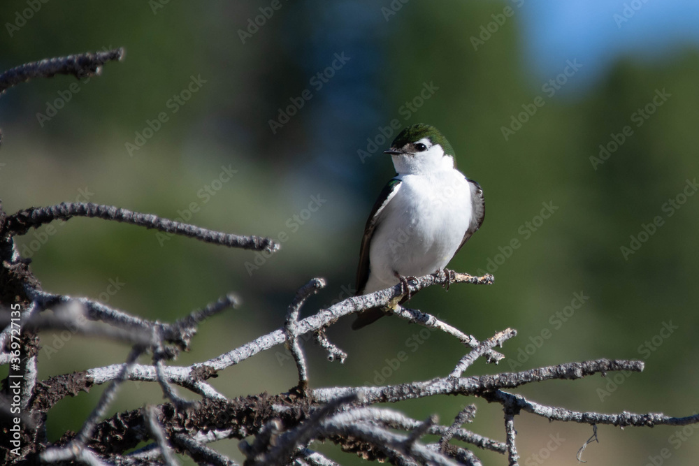 Fototapeta premium Green Violet Swallow