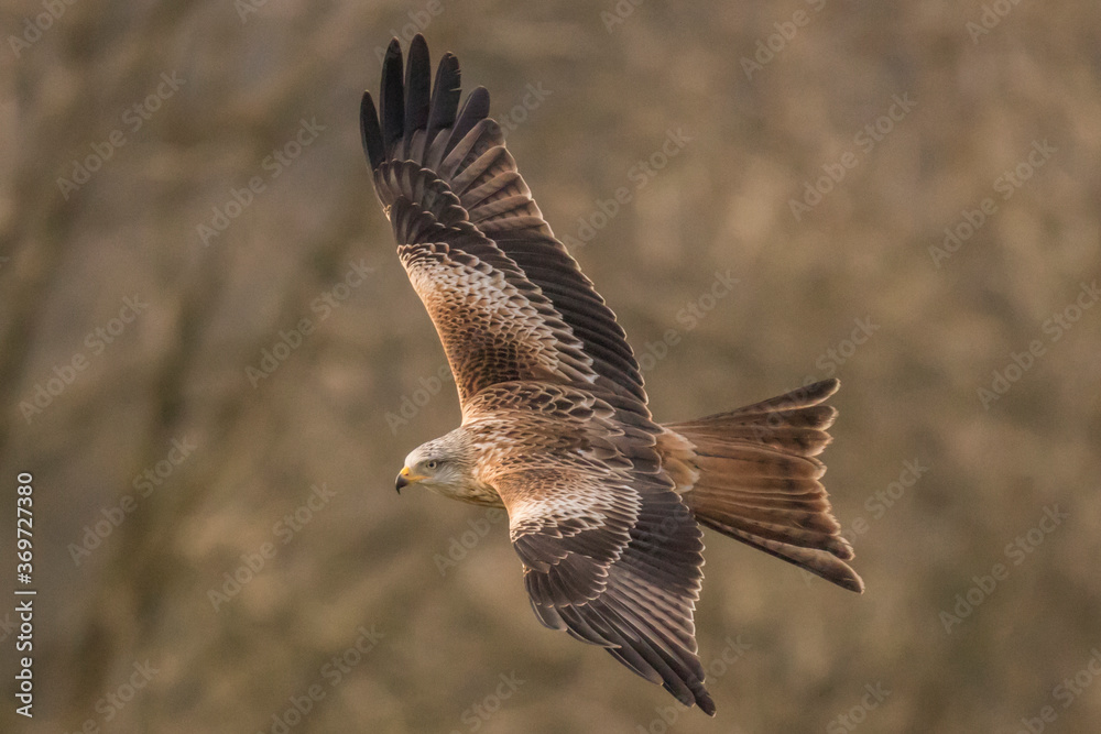 Red Kite in flight (Milvus Milvus) Red Kite in flight (Milvus Milvus)