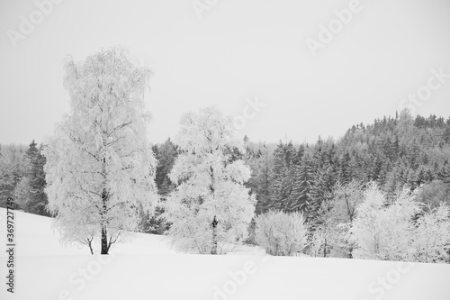 Birken Bäume im Winter