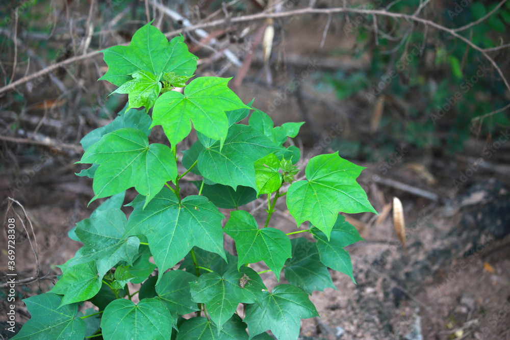 Fototapeta premium green leaves in a forest