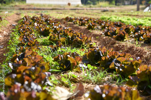 red and green leaves