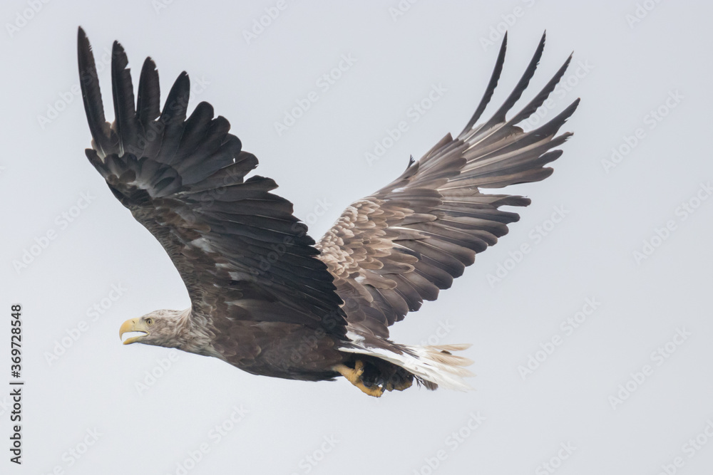 Obraz premium White Tailed Eagle (Haliaeetus albicilla), in flight, Scotland, UK