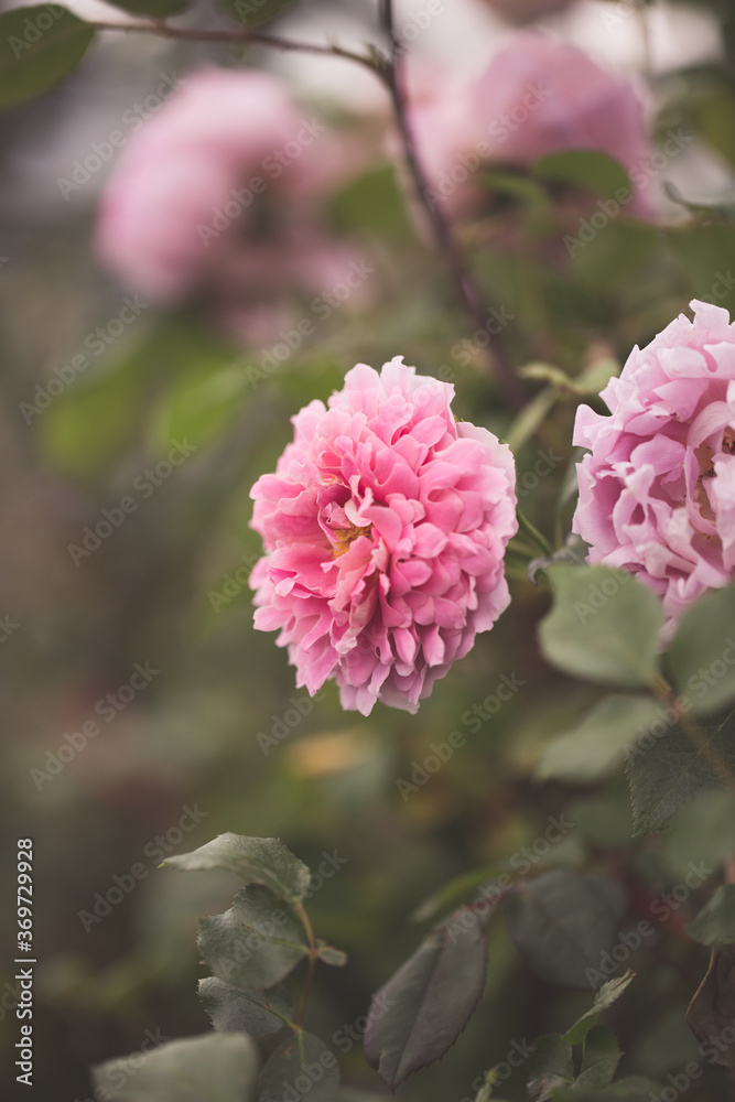 Spring outdoor blooming full bloom rose closeup，Rosa cultivars Floribunda