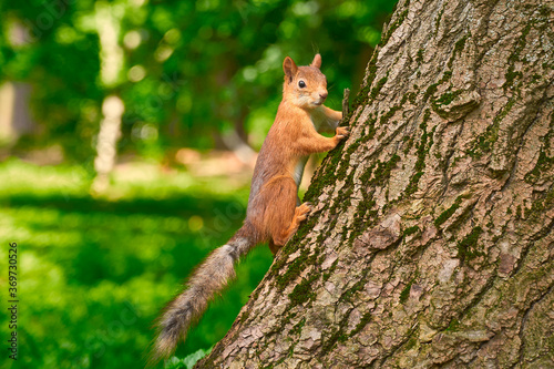 squirrel on a tree © Dimka
