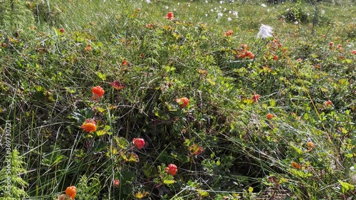 Cloudberry closeup in a fjeld in Swedish Lapland photo