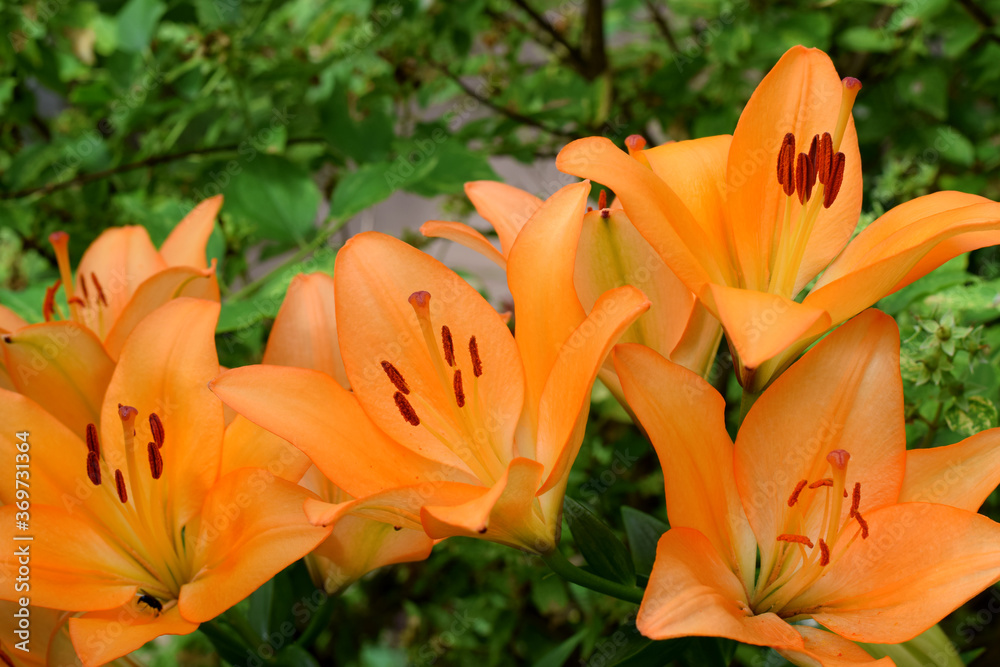Blooming orange lilies under the sun rays on the flower bed in the garden Blooming orange lilies under the sun rays on the flower bed in the garden