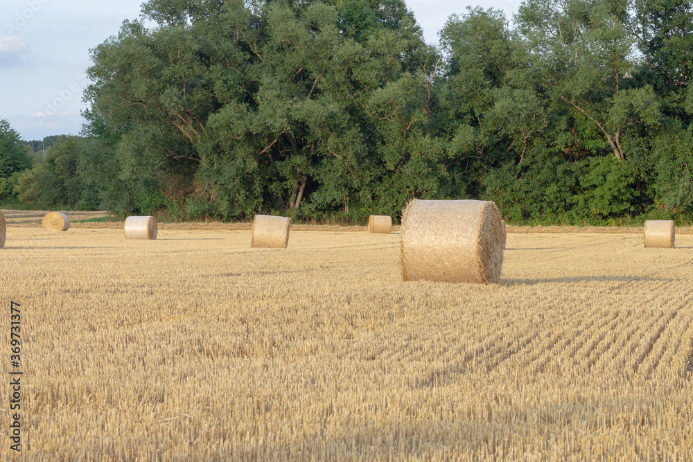 Fototapeta premium Round hay bales rest in field