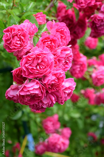 Beautiful pink climbing rose blooming in the garden