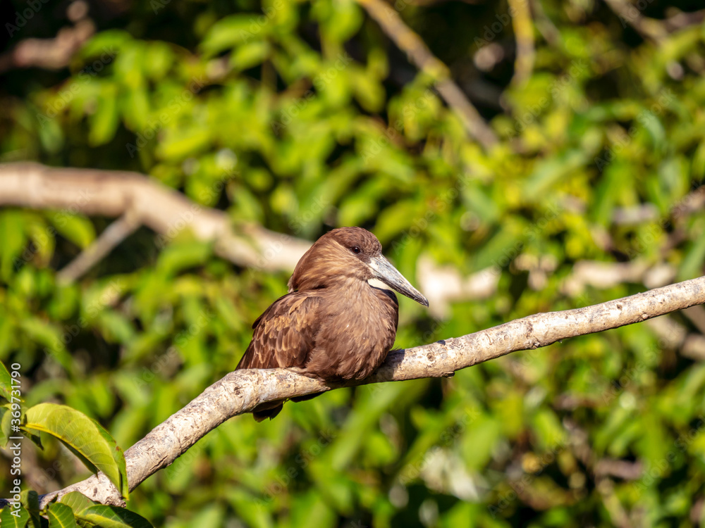 Hamerkop resting on a branch against a background of blurred tree leaves Hamerkop resting on a branch against a background of blurred tree leaves