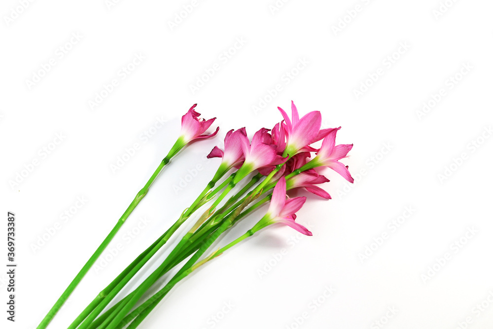 Pink flowers isolated on white for design