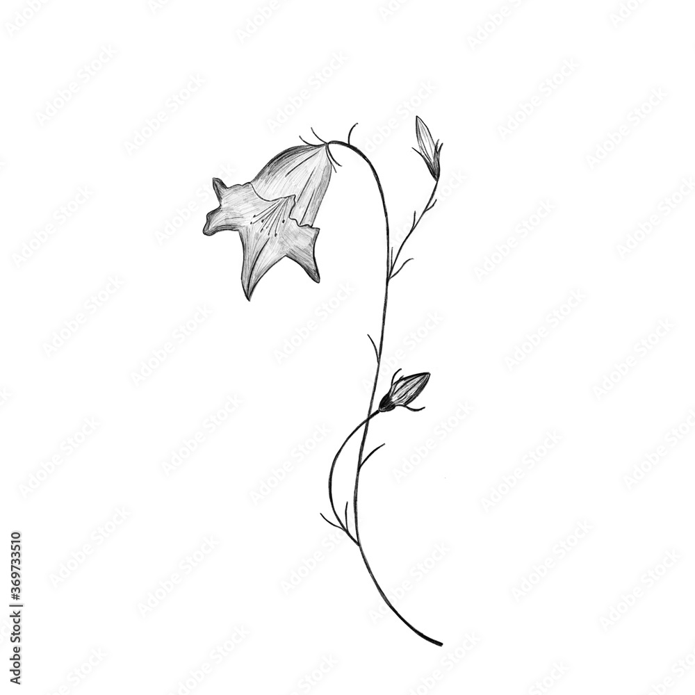Fototapeta premium Bellflower pencil drawing isolated on white background. Elegant spring flower. Packaging, wallpaper, textile, bedclothing, postcard, mug, utensil design