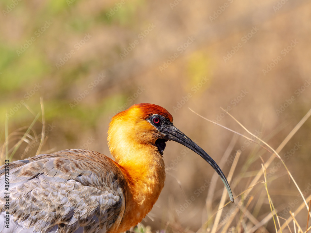 Fototapeta premium Close-up of the head of a black-faced ibis