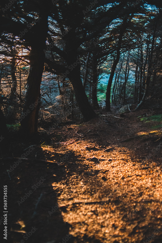 Obraz premium sunset in the forest