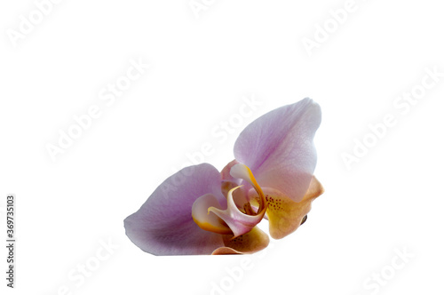 Elegant pink orchid (Phalaenopsis orchid flower), isolated on a black background