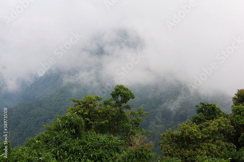 View of fog in forest on top tree in mountain at thailand © pumppump