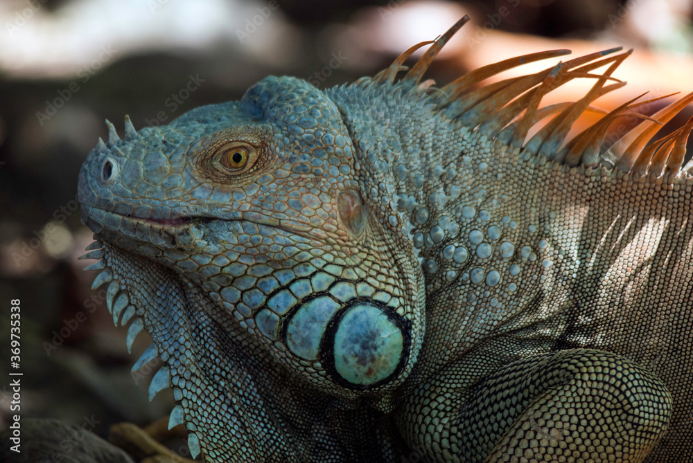 Fototapeta premium A male green, or American, iguana, palo verde National Parke, Costa Rica