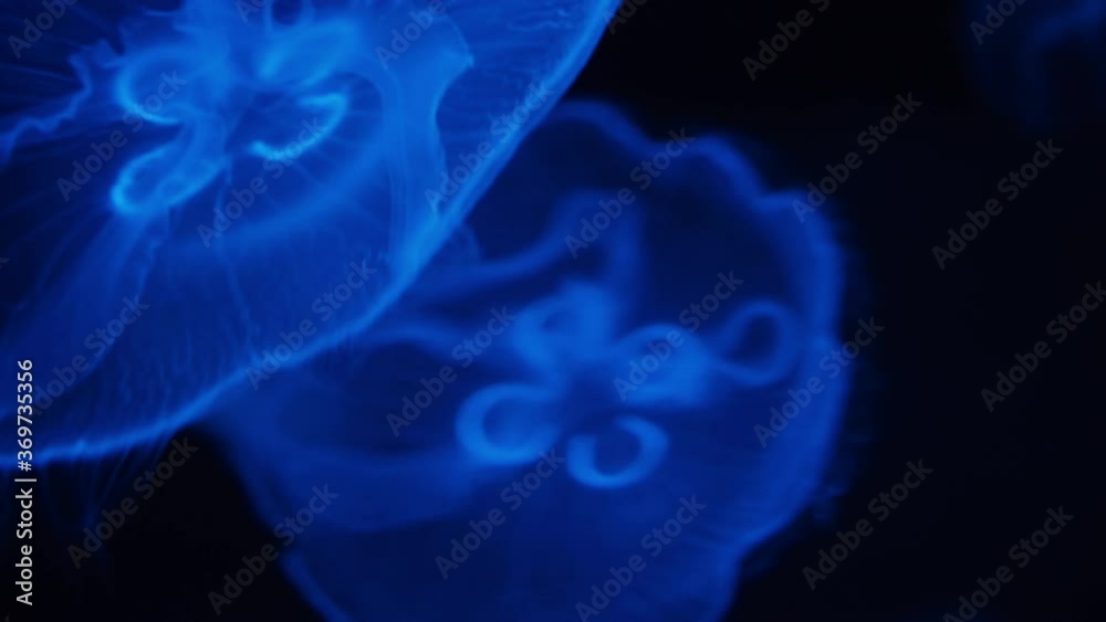 Shining Blue Jellyfish macro view in close-up Shining Blue Jellyfish macro view in close-up