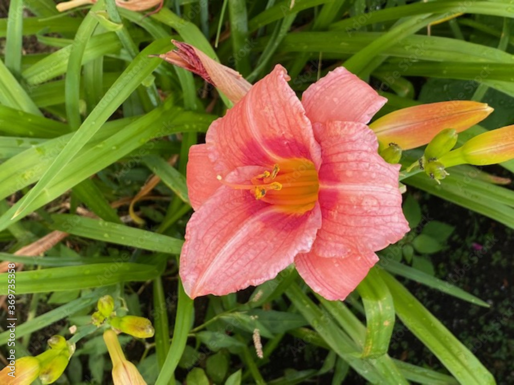 Fototapeta premium Summer Time Lily