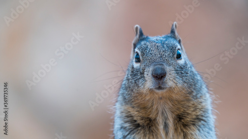 Ground Squirrel - Ardilla Terrestre, Grand Canyon National Park, Arizona, Usa, America © JUAN CARLOS MUNOZ