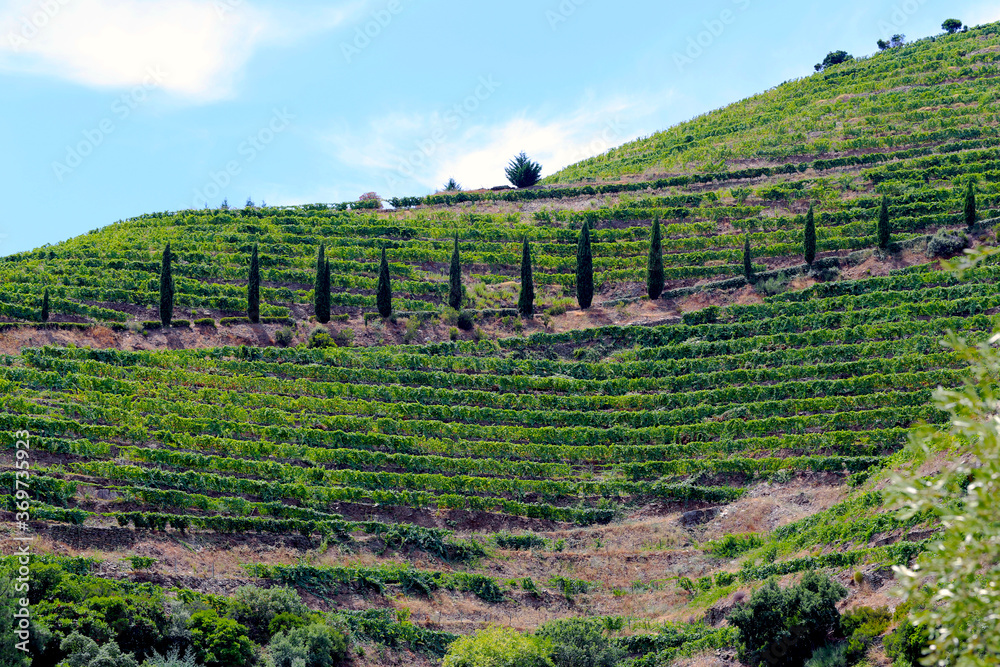 bela paisagem de vinhas no vale do rio Douro.
