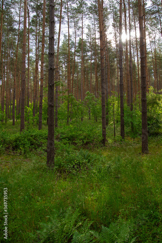 Waldkiefern (Pinus sylvestris) Müritz, Deutschland, Europa