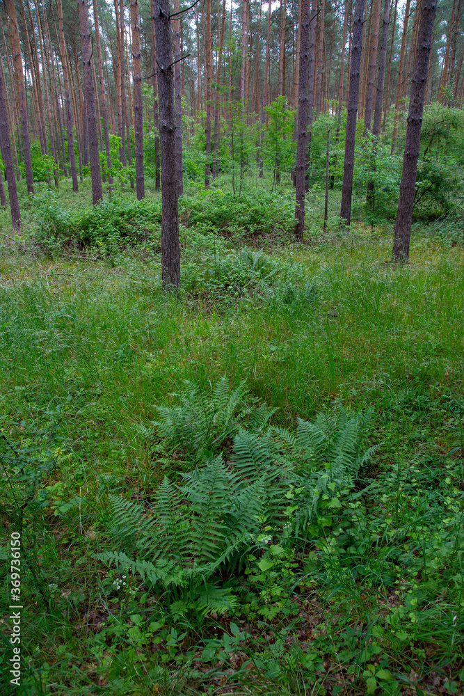 Fototapeta premium Waldkiefern (Pinus sylvestris) Müritz, Deutschland, Europa