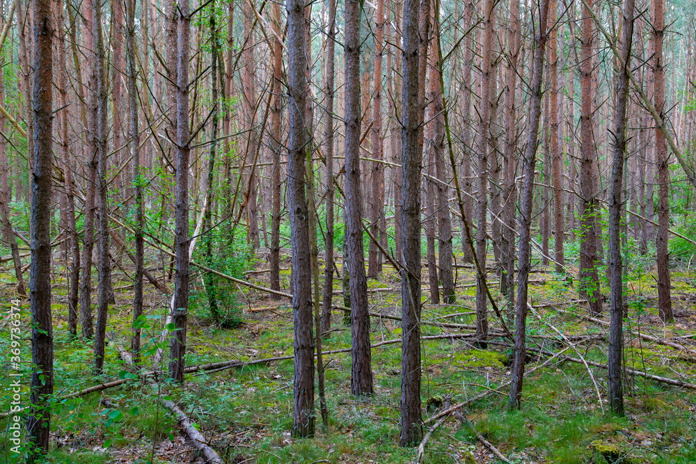 Fototapeta premium Waldkiefern (Pinus sylvestris) Müritz, Deutschland, Europa
