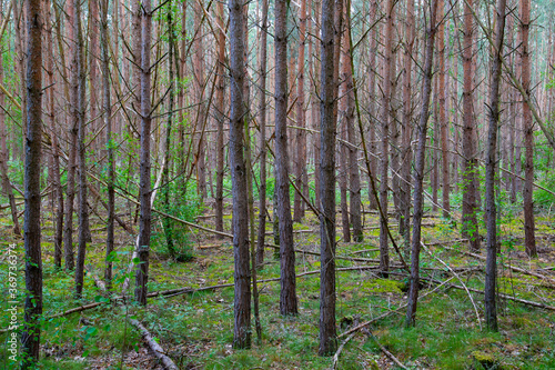 Waldkiefern (Pinus sylvestris) Müritz, Deutschland, Europa